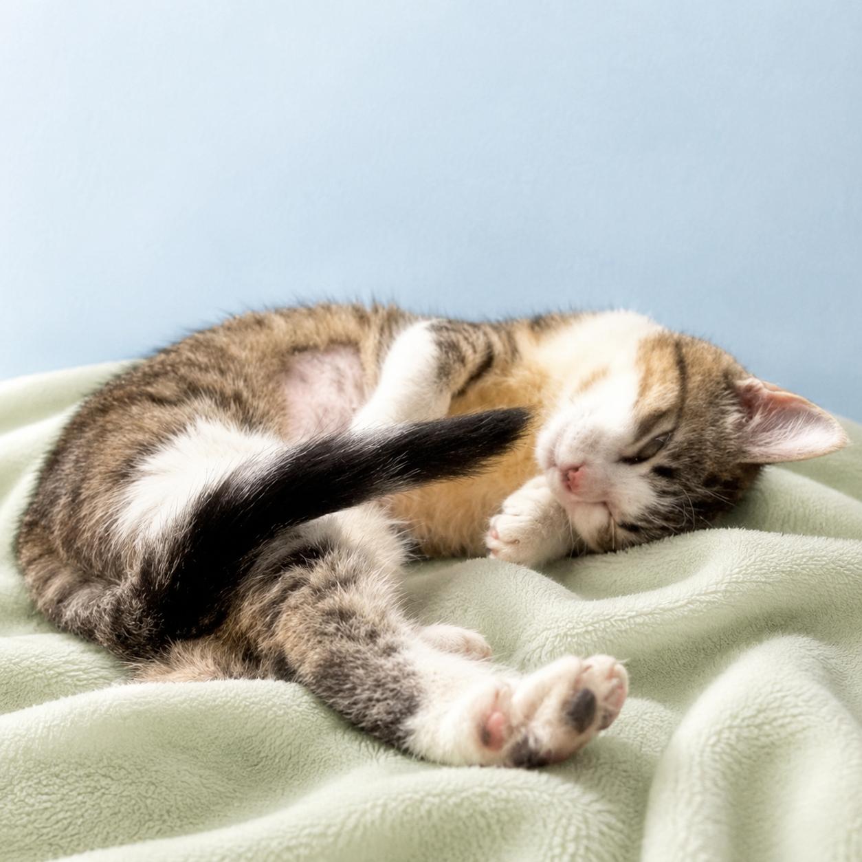 Daisy, an adopted Domestic Short Hair in Long Beach, WA image 4/5