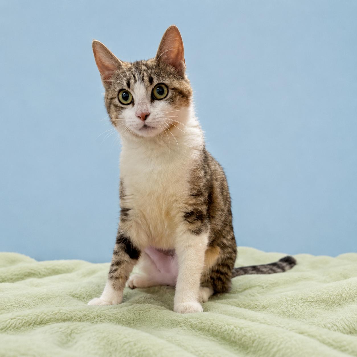 Daisy, an adopted Domestic Short Hair in Long Beach, WA image 2/5