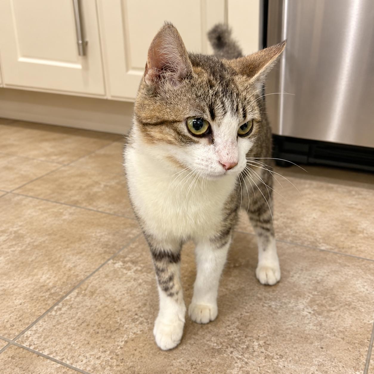 Daisy, an adopted Domestic Short Hair in Long Beach, WA image 5/5