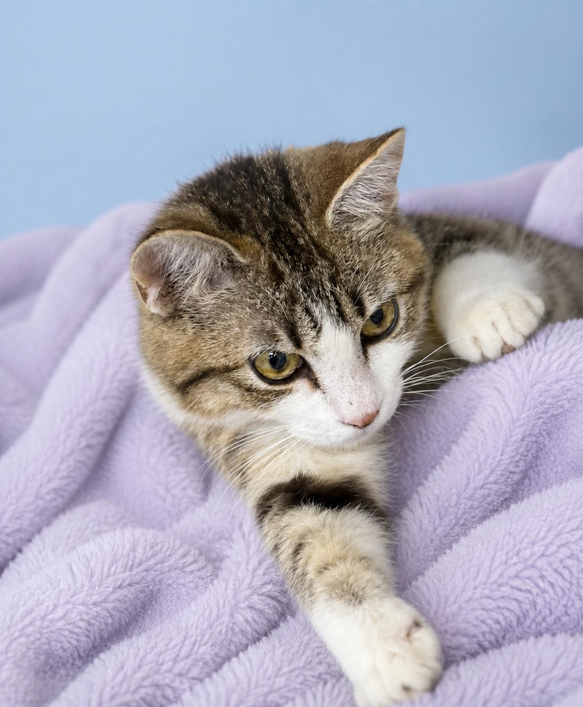 Daisy, adopted, Kitten Female Domestic Short Hair.