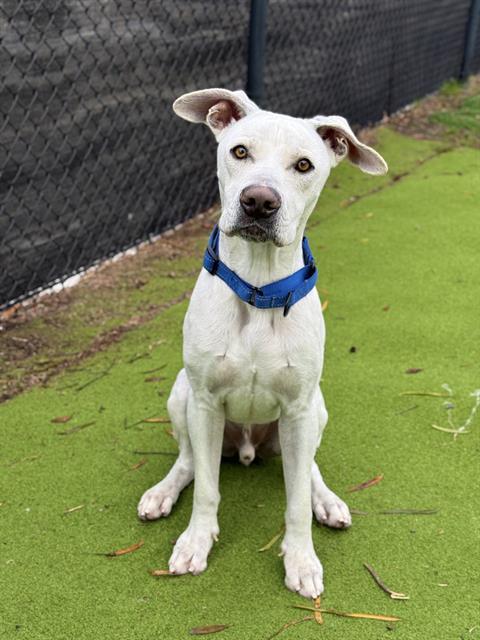 TURBO, Adoptable, Adult Male Labrador Retriever.