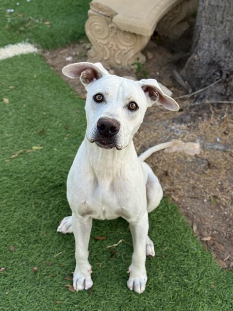 TURBO, Adoptable, Adult Male Labrador Retriever.