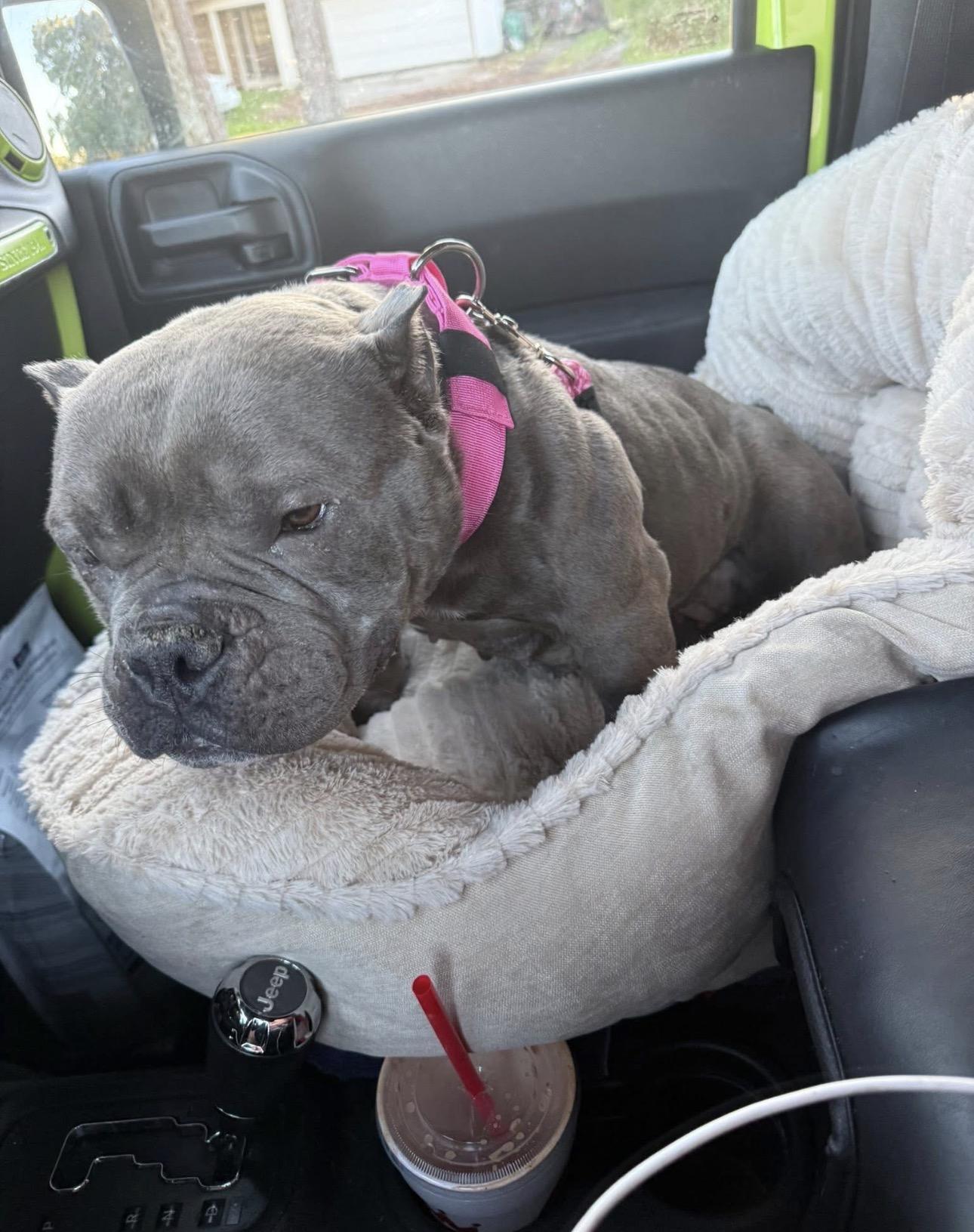 Aphrodite (RO), Adopted, Adult Female Pit Bull Terrier.