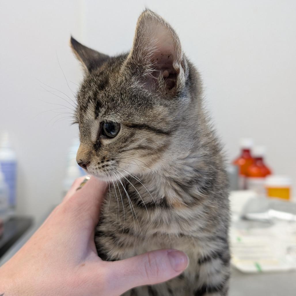 Enlarge Betty Spaghetty, a Adoptable Domestic Short Hair in Asheville, NC image 1/4