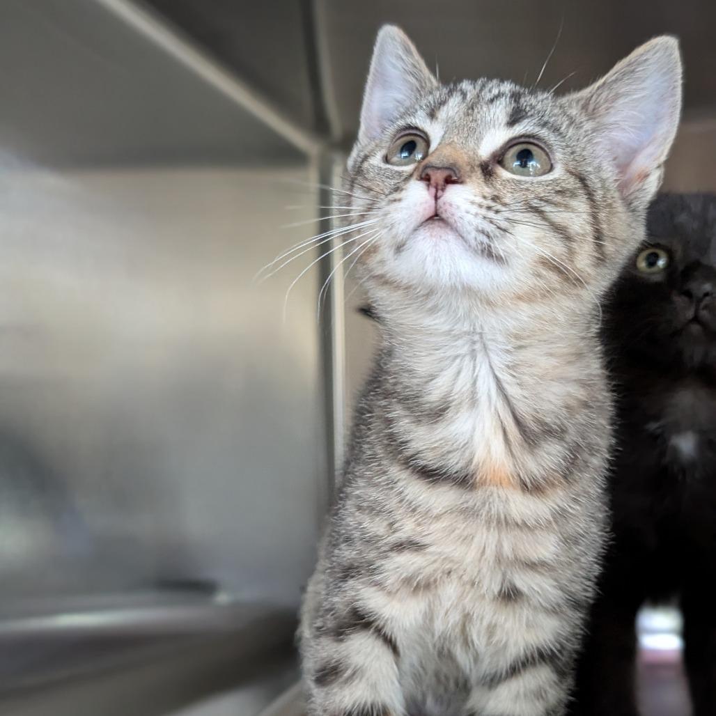 Enlarge Betty Spaghetty, a Adoptable Domestic Short Hair in Asheville, NC image 2/4