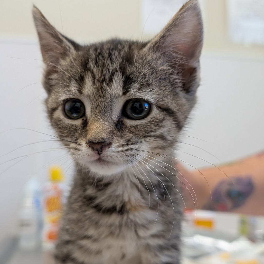 Enlarge Betty Spaghetty, a Adoptable Domestic Short Hair in Asheville, NC image 3/4