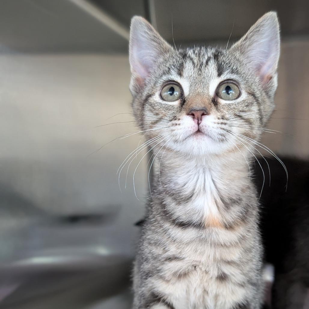 Enlarge Betty Spaghetty, a Adoptable Domestic Short Hair in Asheville, NC image 4/4