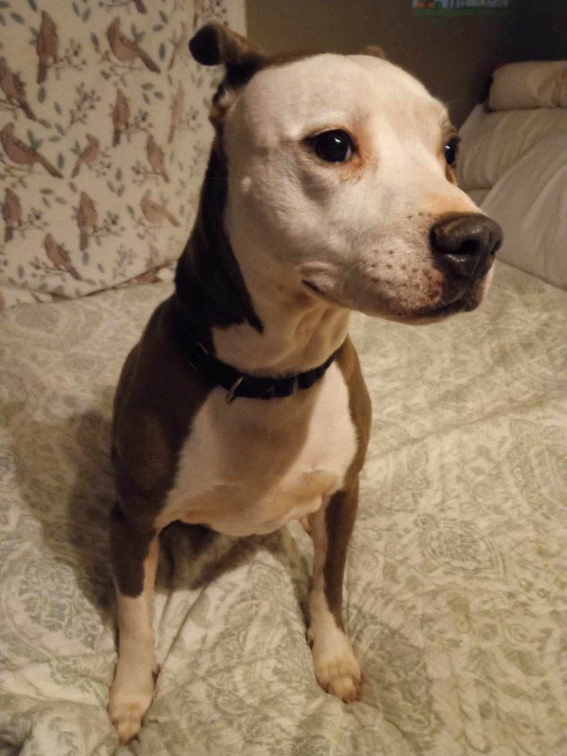 Millie, Adoptable, Senior Female Pit Bull Terrier.