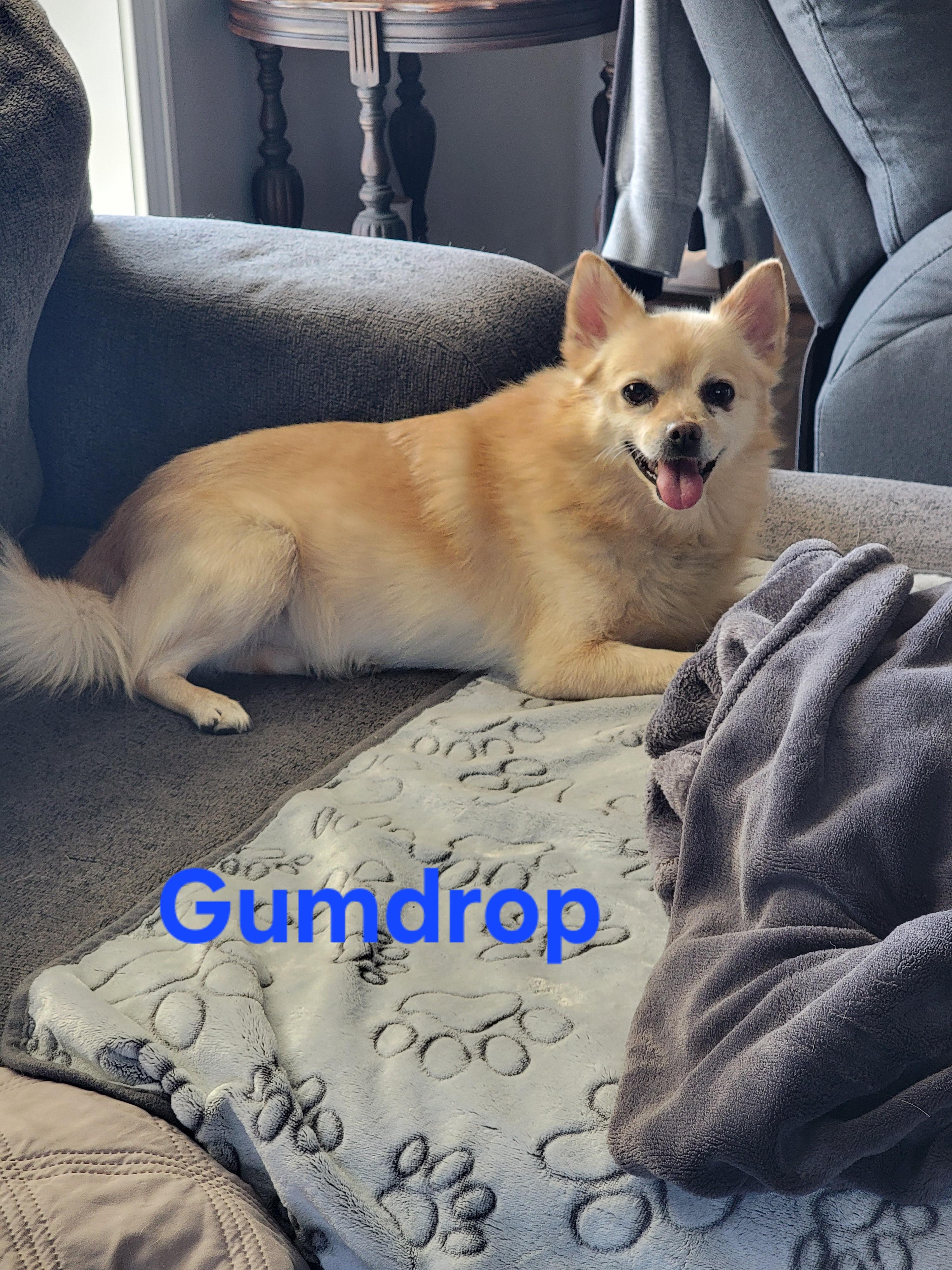 Gummy, a ADOPTABLE mixed breed in Indian Mound, TN image 1/5