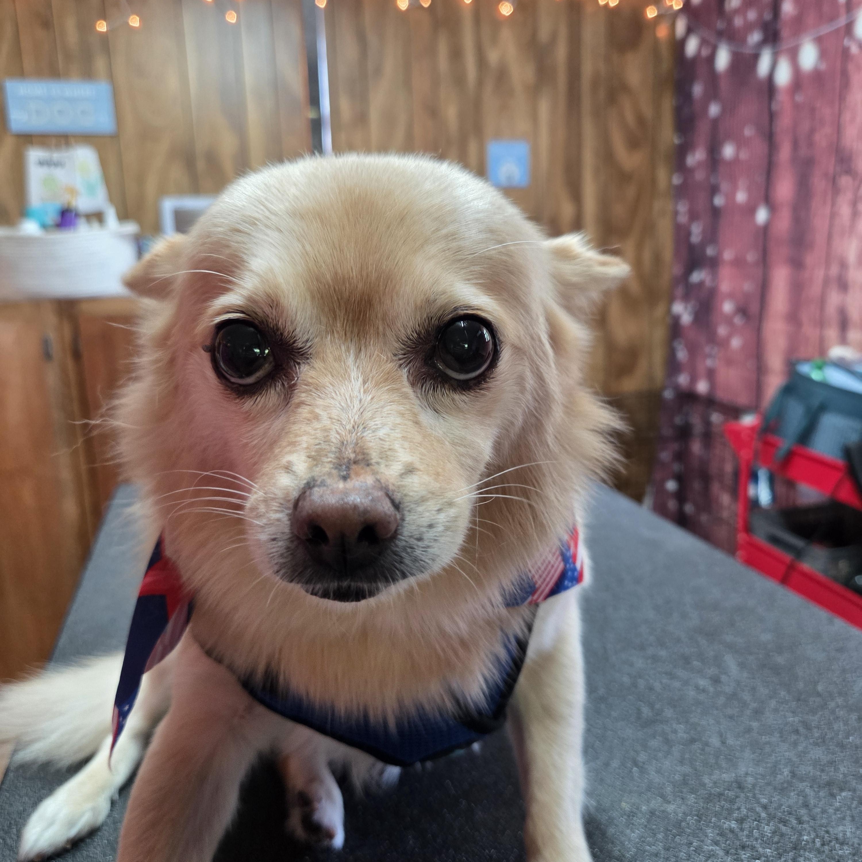 Gummy, a ADOPTABLE mixed breed in Indian Mound, TN image 3/5