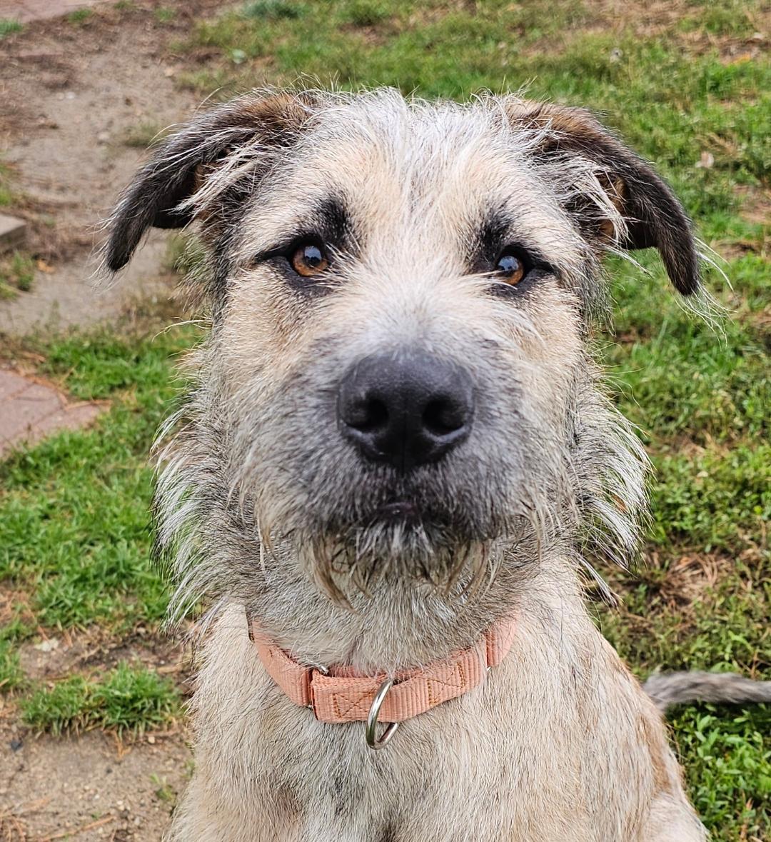 Enlarge Grover, an adoptable mixed breed in Lapeer, MI image 2/3