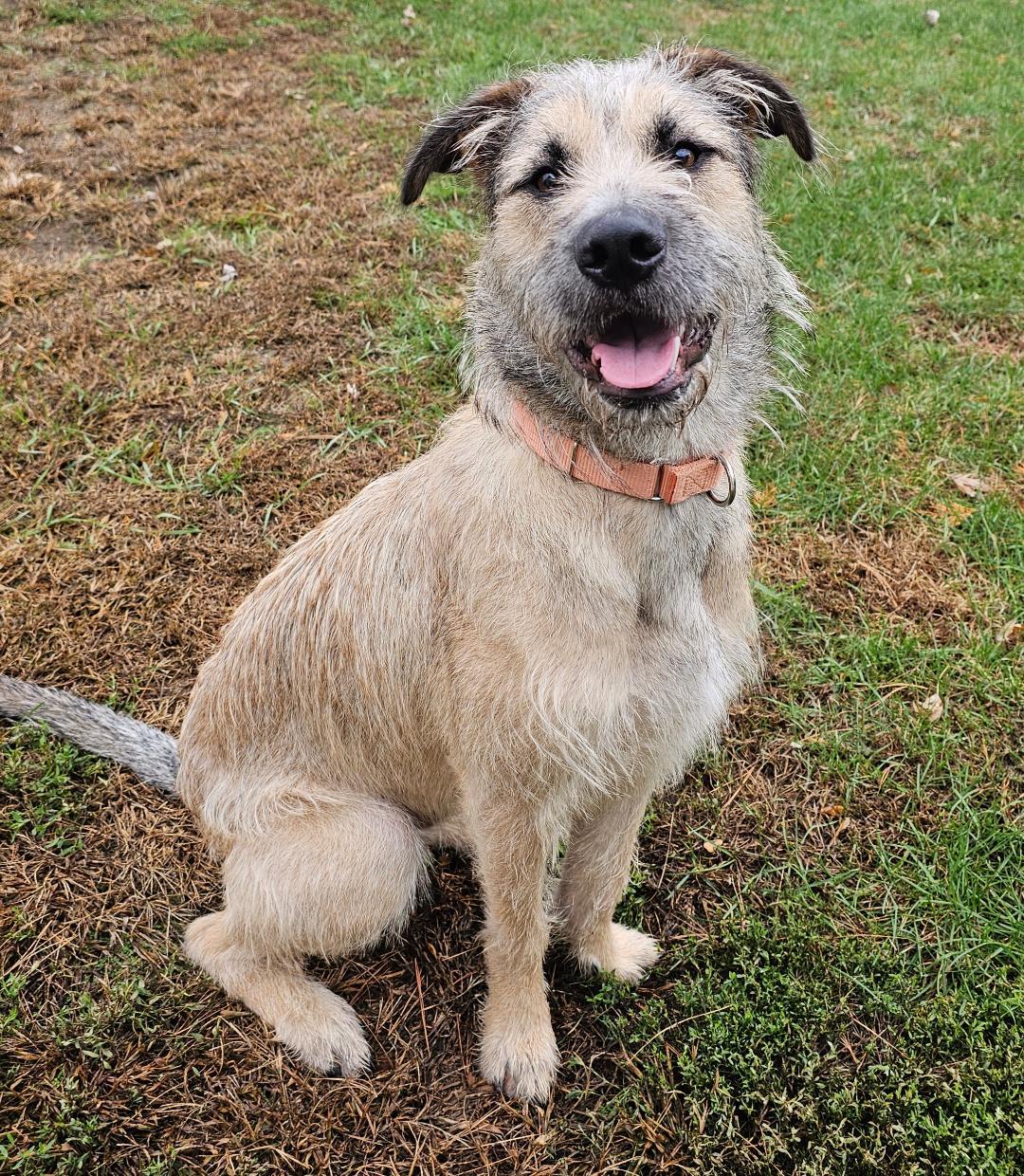 Enlarge Grover, an adoptable mixed breed in Lapeer, MI image 3/3