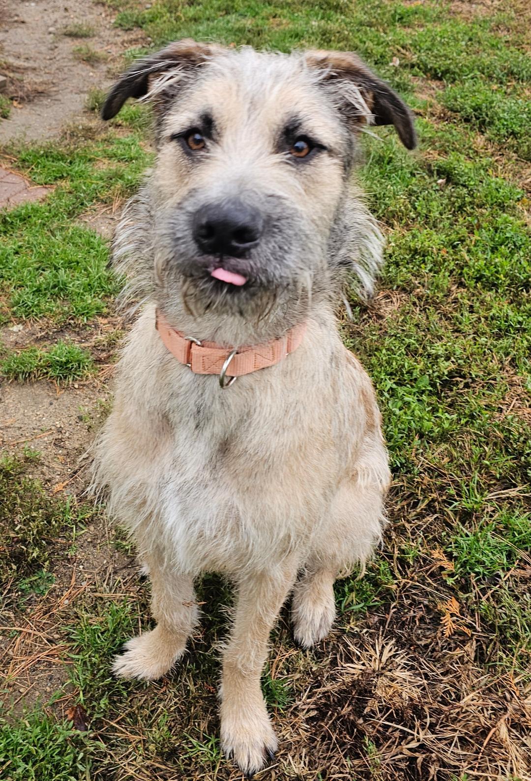 Enlarge Grover, an adoptable mixed breed in Lapeer, MI image 1/3