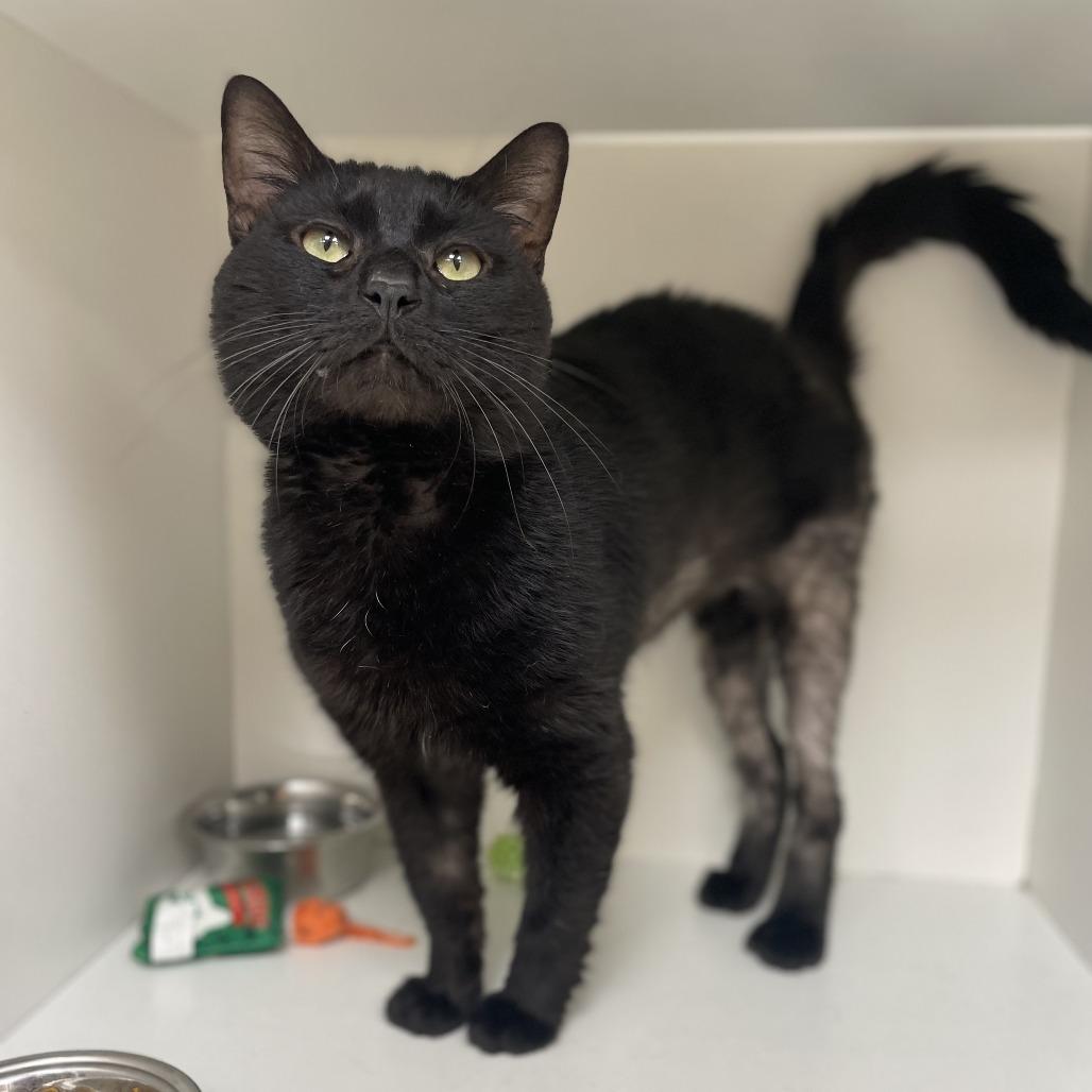 Erebus, Adoptable, Young Male Domestic Short Hair.