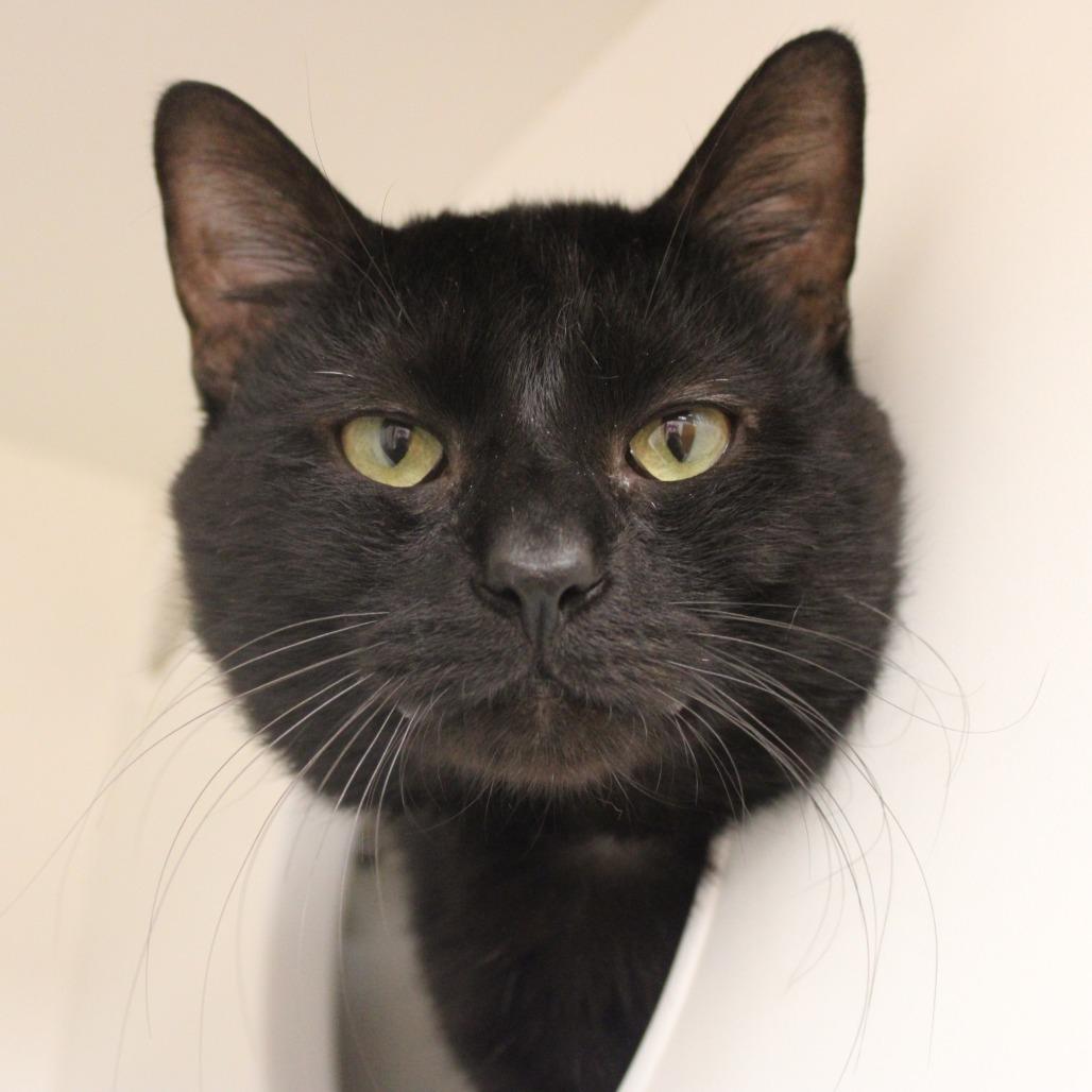Erebus, a Adoptable Domestic Short Hair in Champaign, IL image 2/3