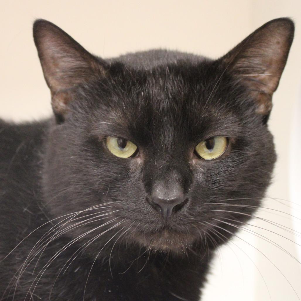 Erebus, a Adoptable Domestic Short Hair in Champaign, IL image 3/3