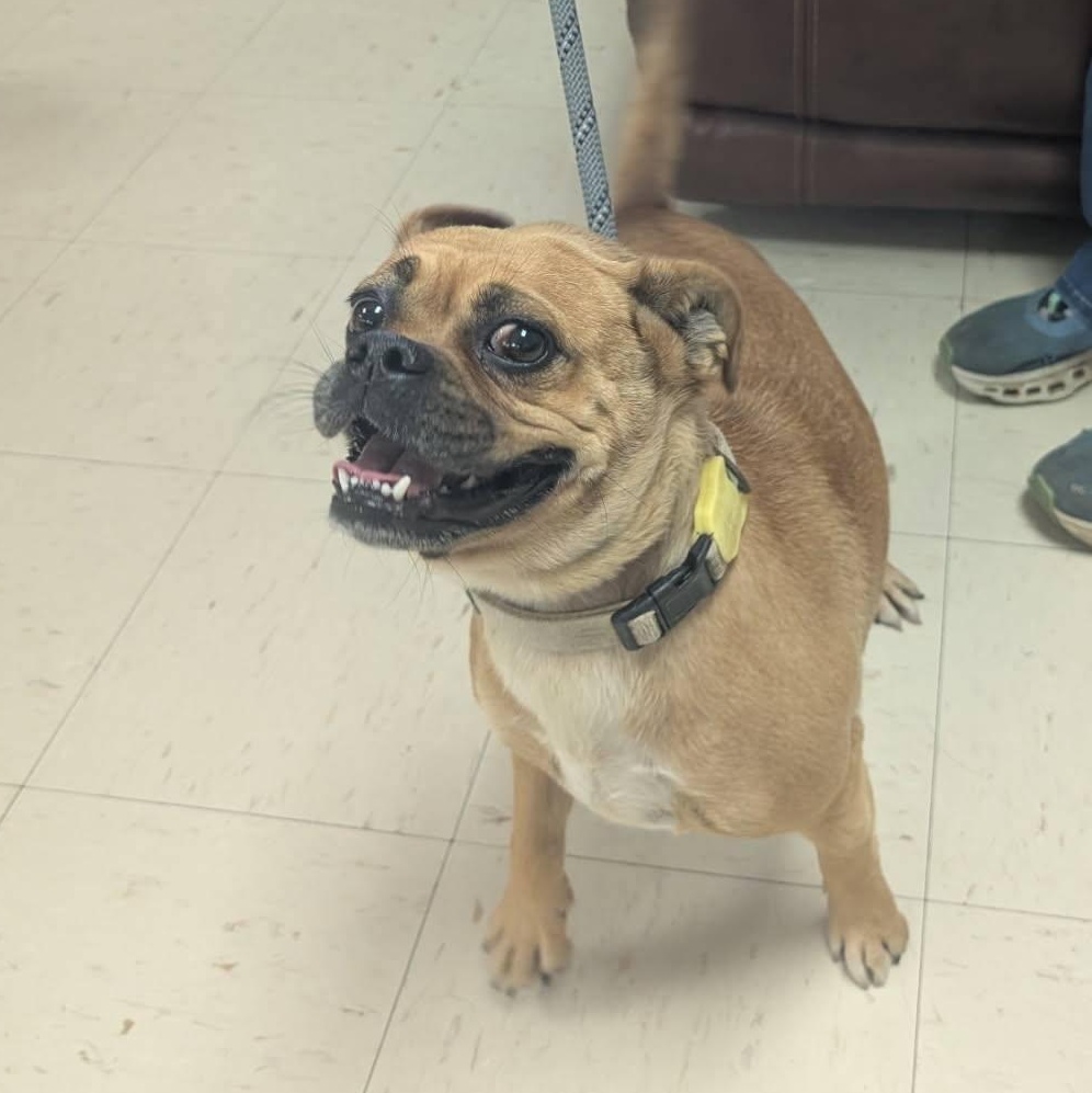 Ginger, ADOPTABLE, Adult Female Pug & Boxer.