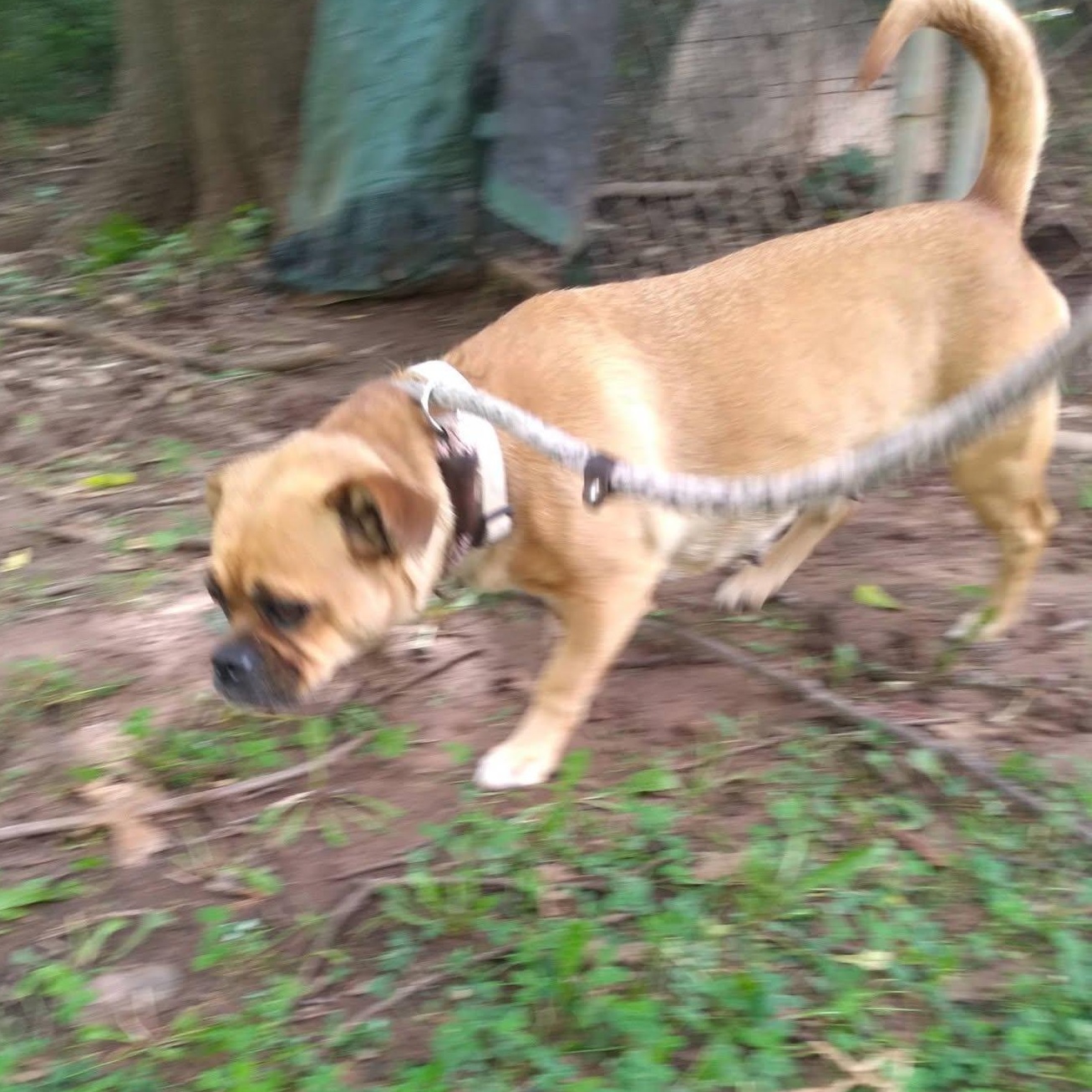 Enlarge Ginger, a ADOPTABLE mixed breed in Tulsa, OK image 3/3