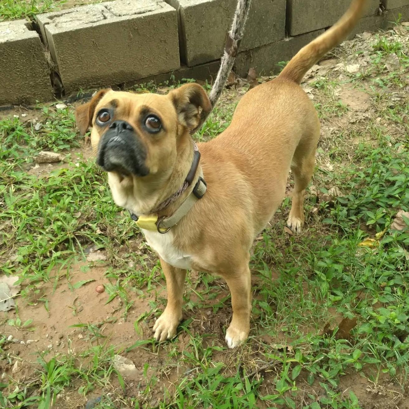 Enlarge Ginger, a ADOPTABLE mixed breed in Tulsa, OK image 2/3