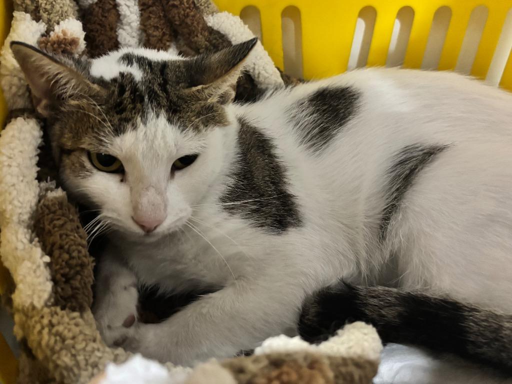 Cate, Adoptable, Adult Female Domestic Short Hair & Tabby.