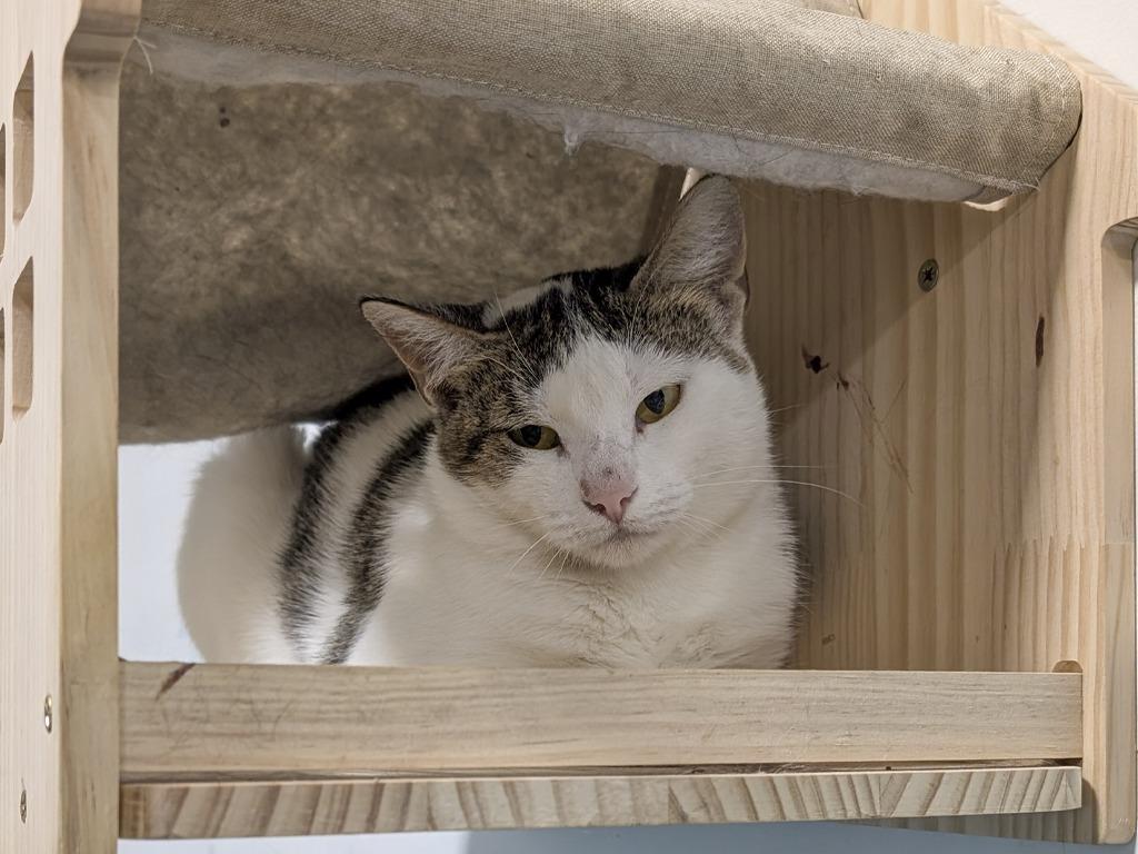 Enlarge Cate, a Adoptable mixed breed in Powell, OH image 2/2
