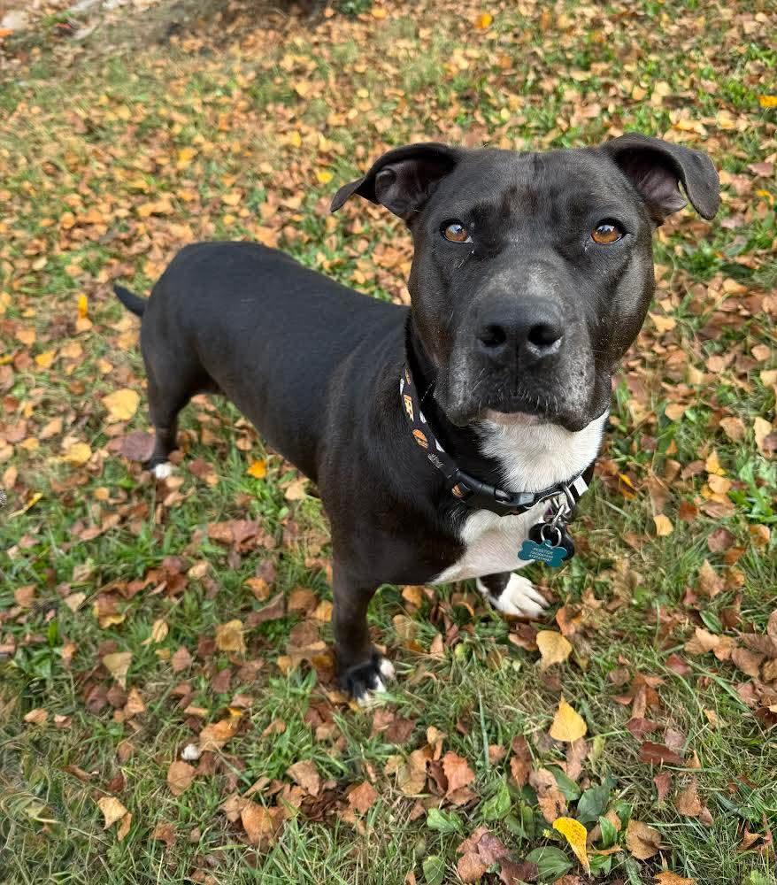 Mel, Adoptable, Young Female American Staffordshire Terrier.