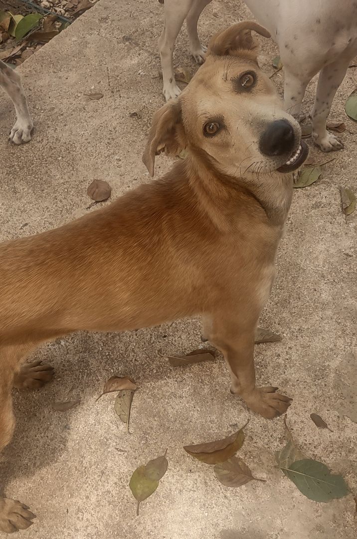 Enlarge Sandy (NJ), an adoptable mixed breed in Morristown, NJ image 2/4