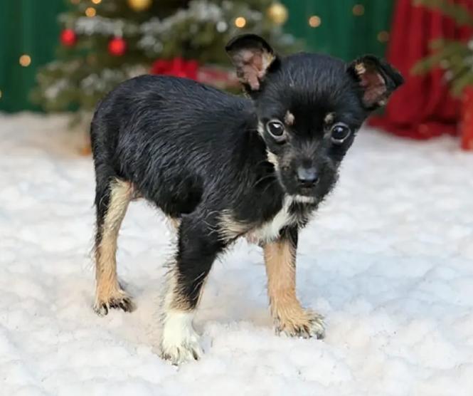 Tot Teeny, Adopted, Puppy Female Chihuahua & Yorkshire Terrier.