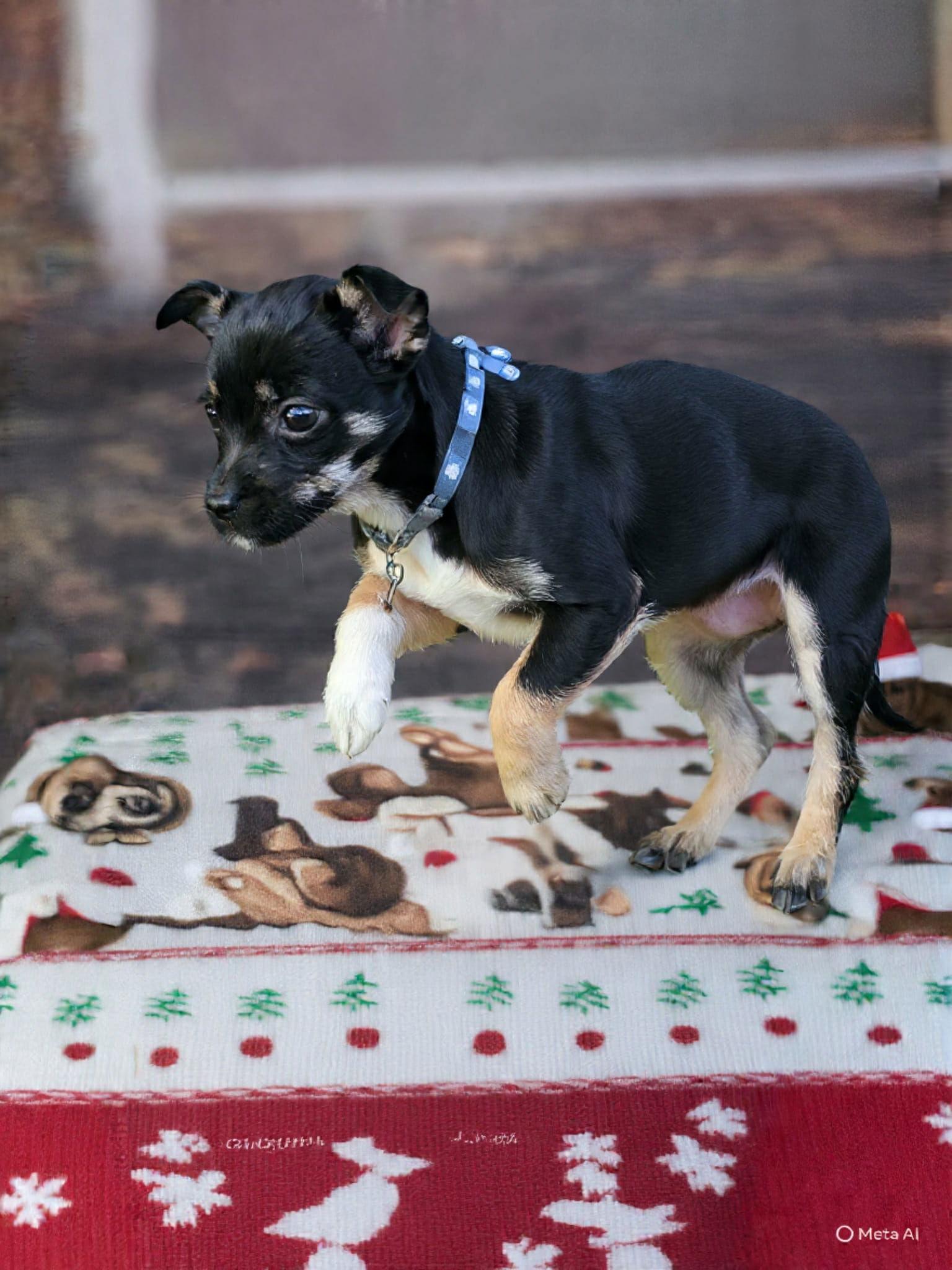 Tot Teeny, a Adopted mixed breed in Wakefield, RI image 3/3