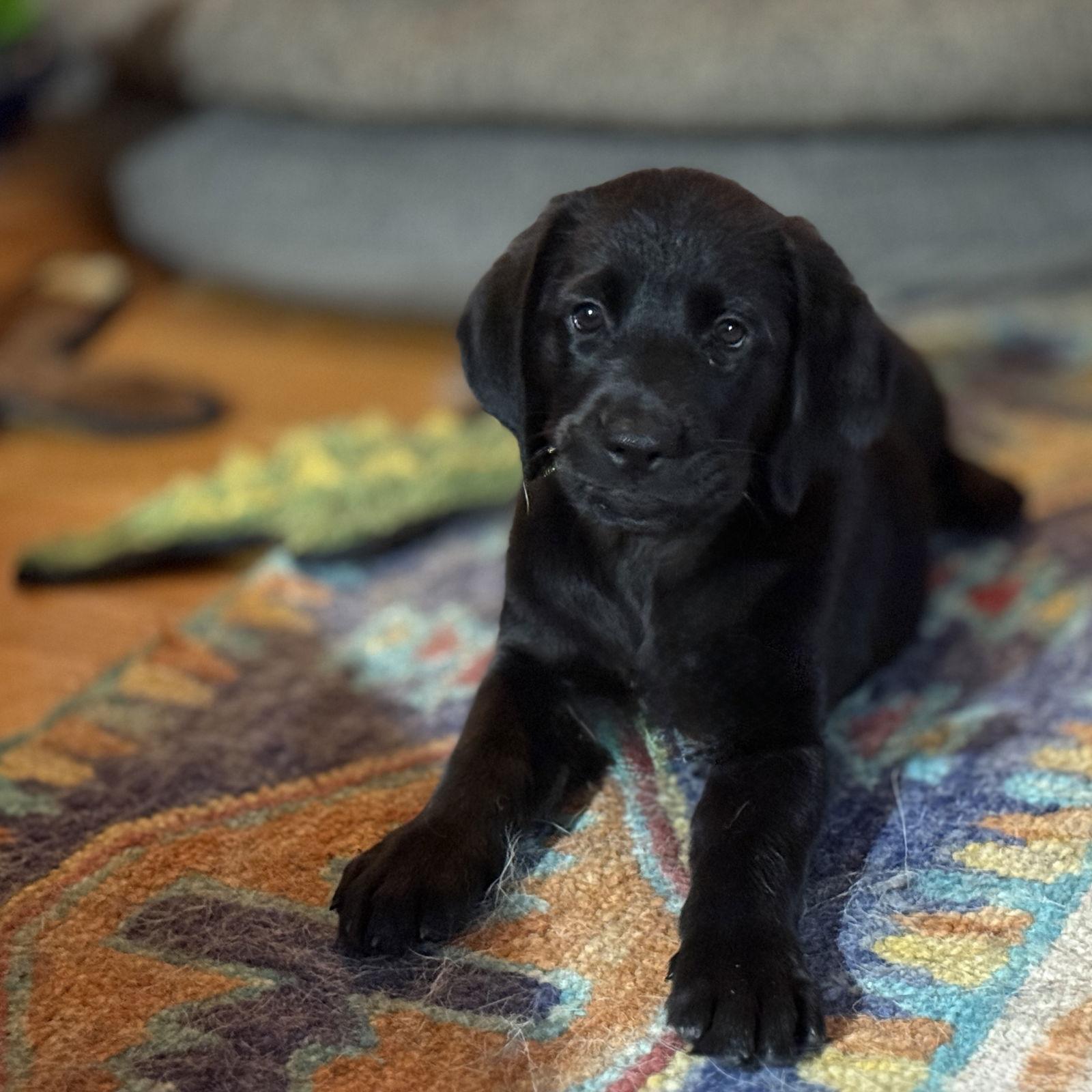 Enlarge Maximillian, a Adoptable Labrador Retriever image 1/3