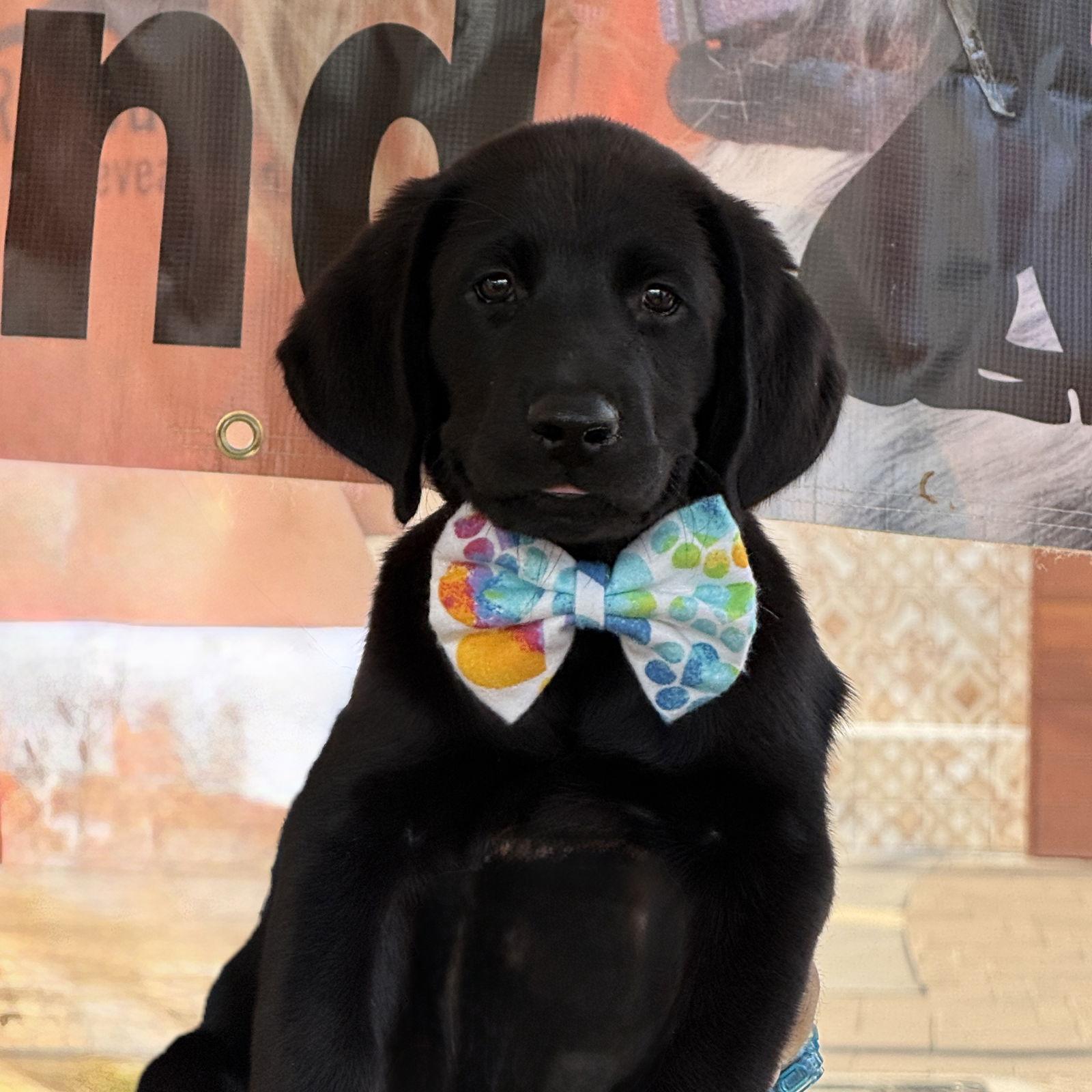 Maximillian, Adoptable, Puppy Male Labrador Retriever.