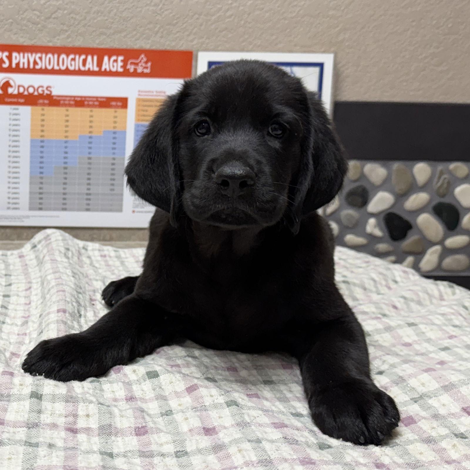 Enlarge Maximillian, a Adoptable Labrador Retriever image 3/3