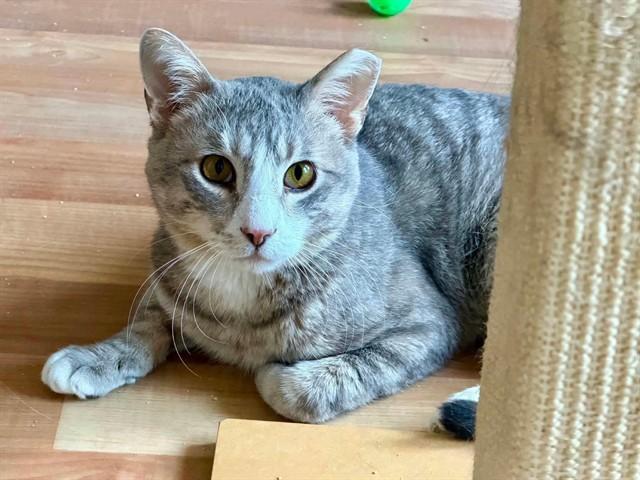 Enlarge SAM, a Adoptable Domestic Short Hair in Saint Peters, MO image 1/1