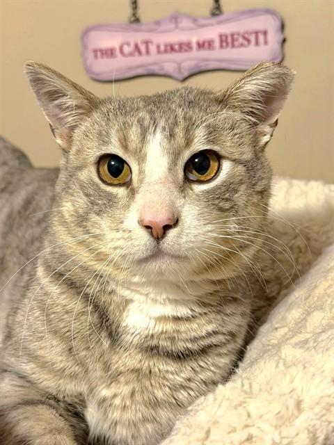 Enlarge SAM, a Adoptable Domestic Short Hair in Saint Peters, MO image 1/1