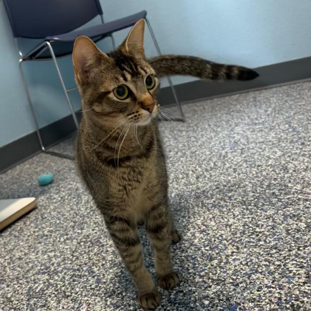 Cha-Cha, Adoptable, Young Female Domestic Short Hair.