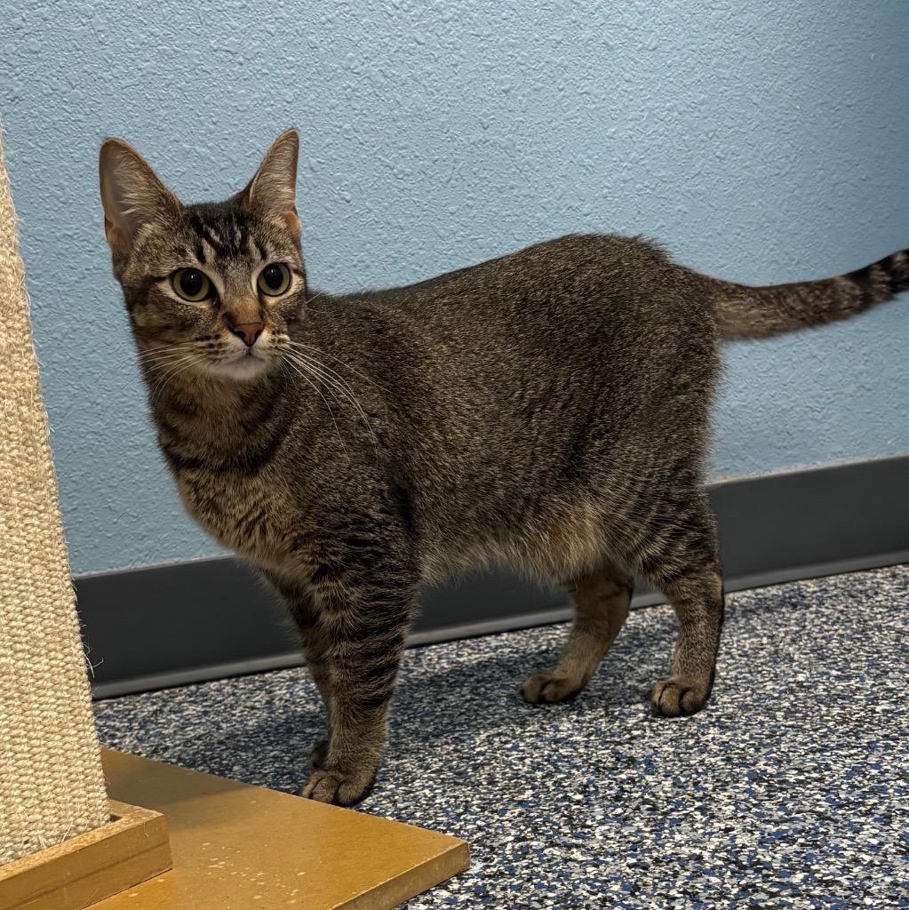 Enlarge Cha-Cha, a Adoptable mixed breed in Magnolia, TX image 2/4