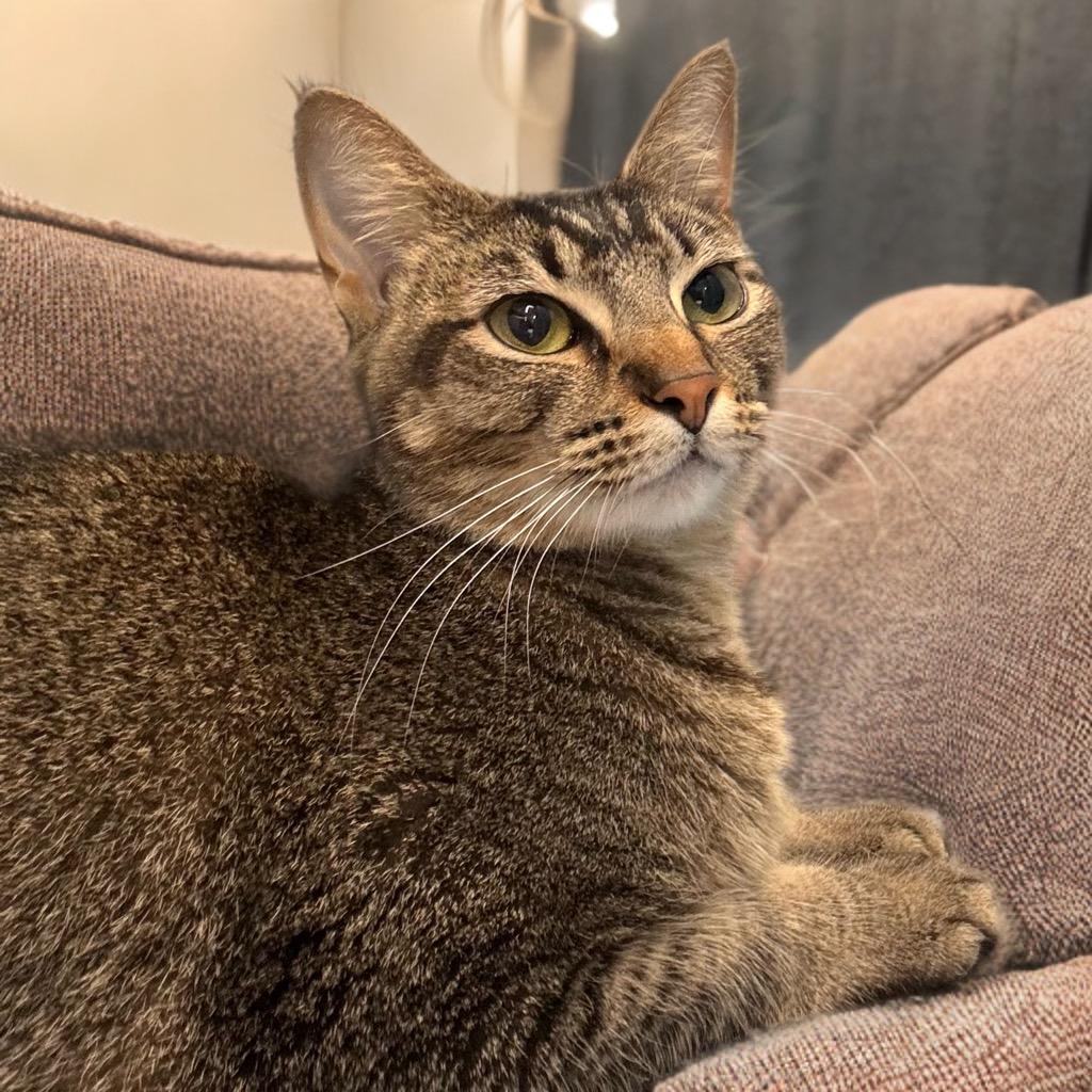 Enlarge Cha-Cha, a Adoptable mixed breed in Magnolia, TX image 3/4