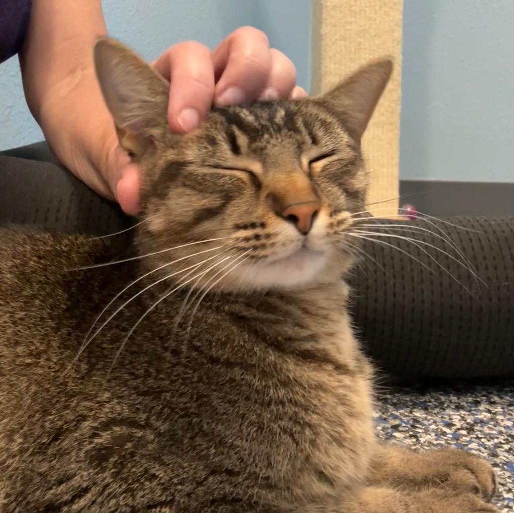 Enlarge Cha-Cha, a Adoptable mixed breed in Magnolia, TX image 4/4