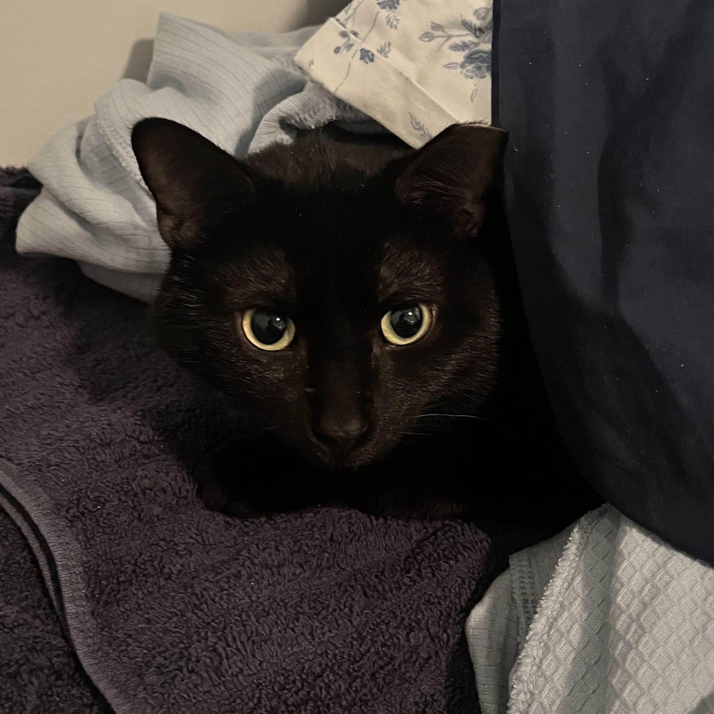 Enlarge Spider, an adopted mixed breed in Chicago, IL image 2/2