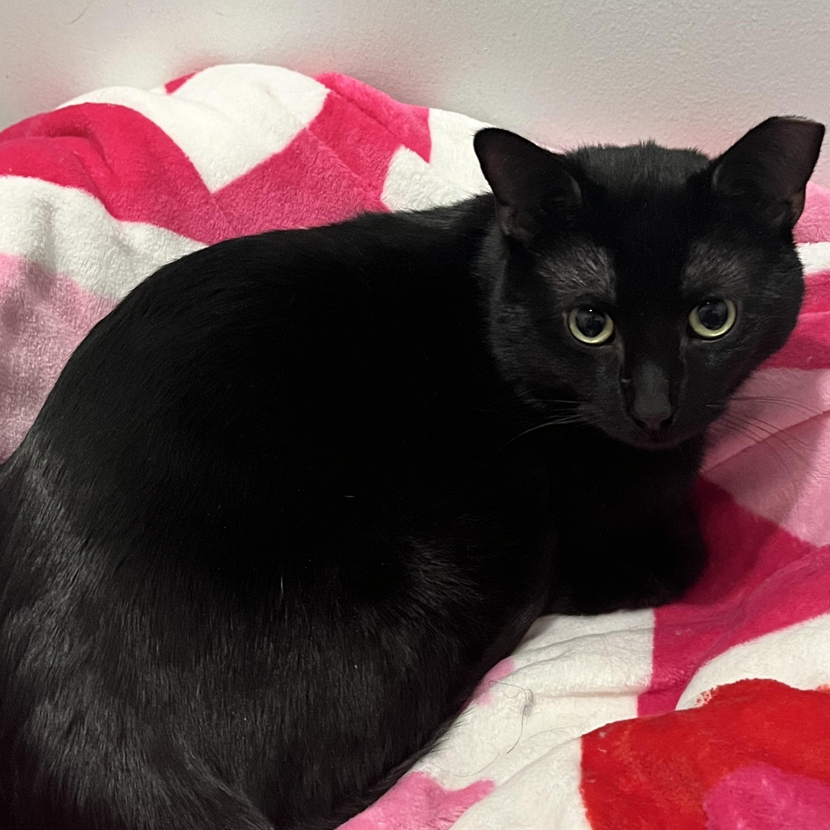 Spider, adopted, Young Male Domestic Short Hair.