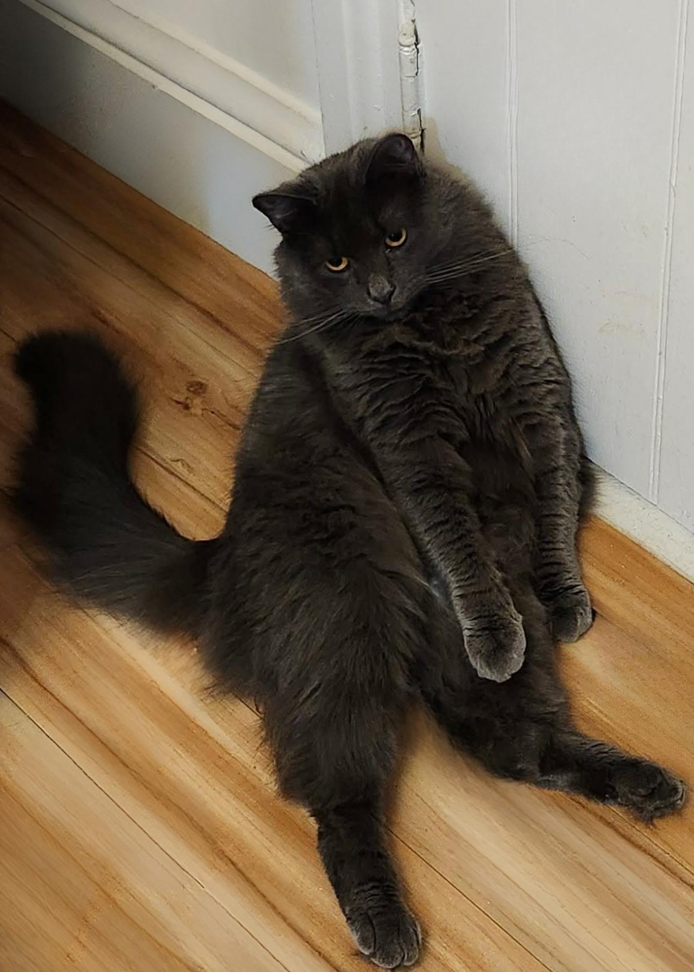 Hocus Jul thumbnail 2