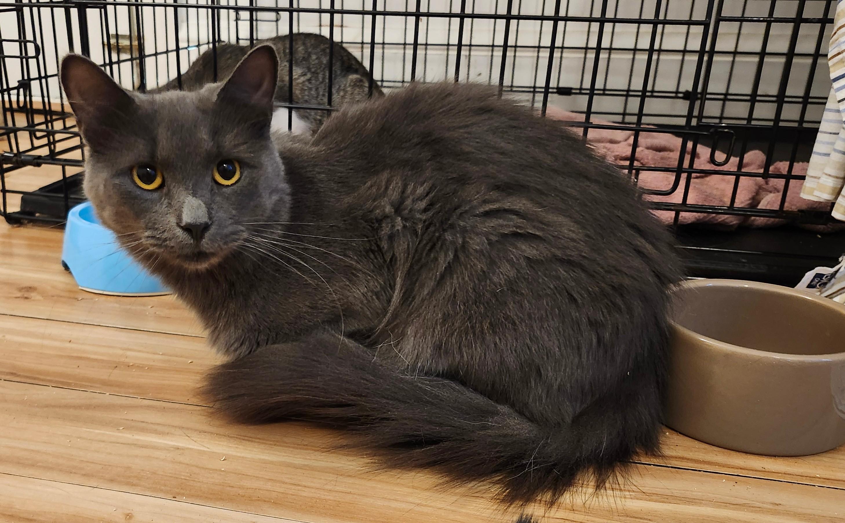 Hocus Jul thumbnail 5