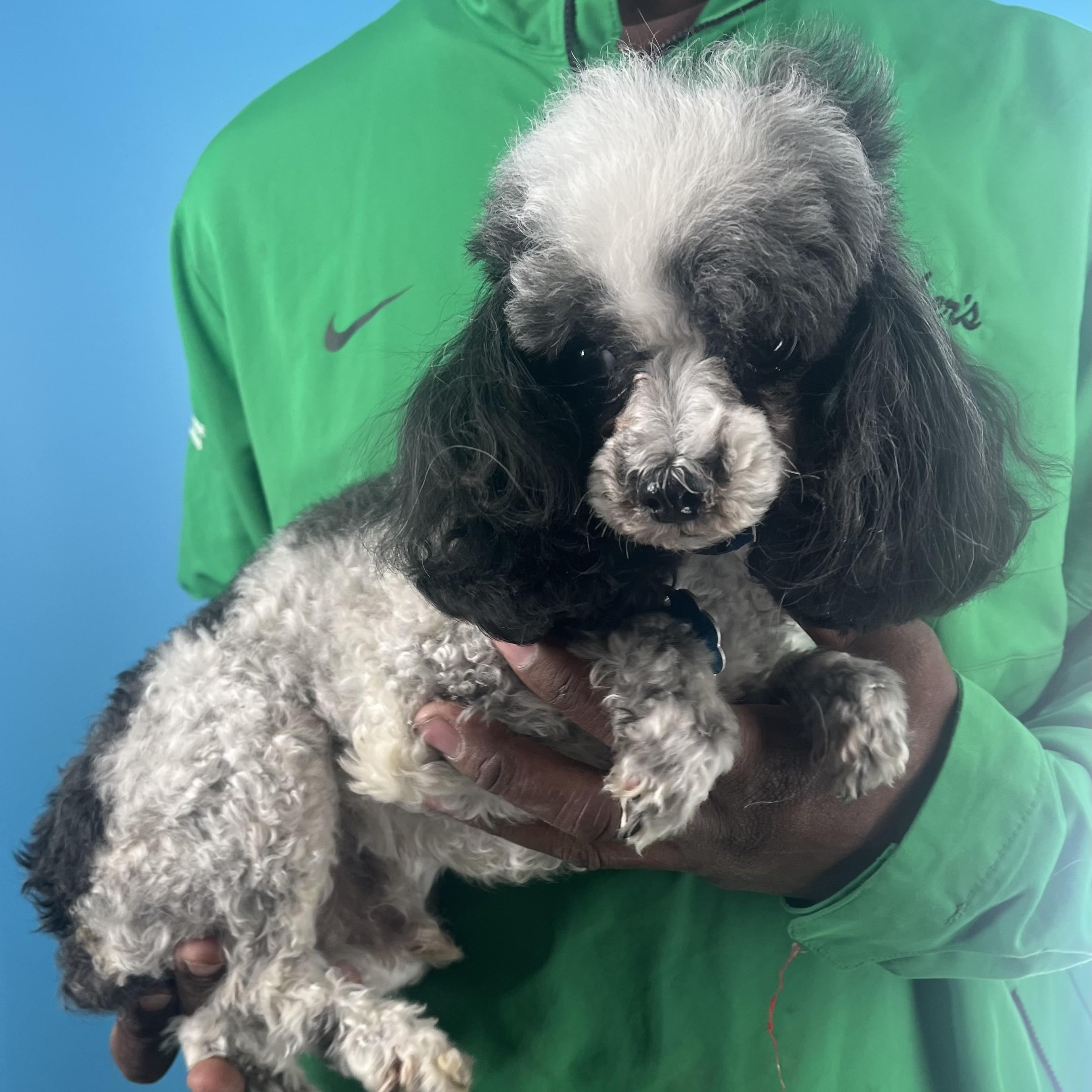 Lil Man - Local Nov 14-16