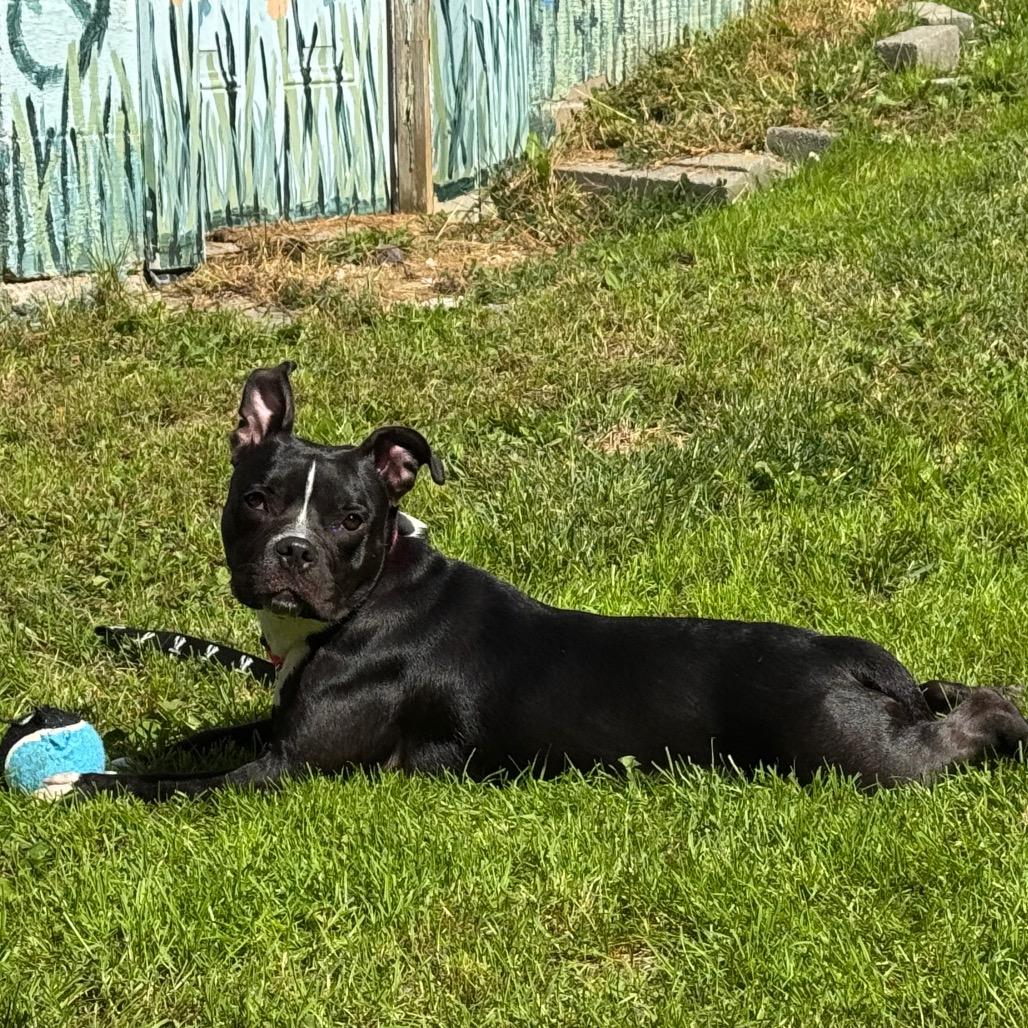 Orchid, Adoptable, Young Female Mixed Breed.