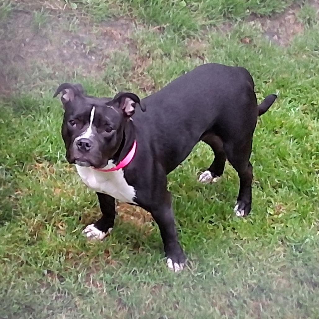 Enlarge Orchid, a Adoptable Mixed Breed in Middlebury, VT image 2/6