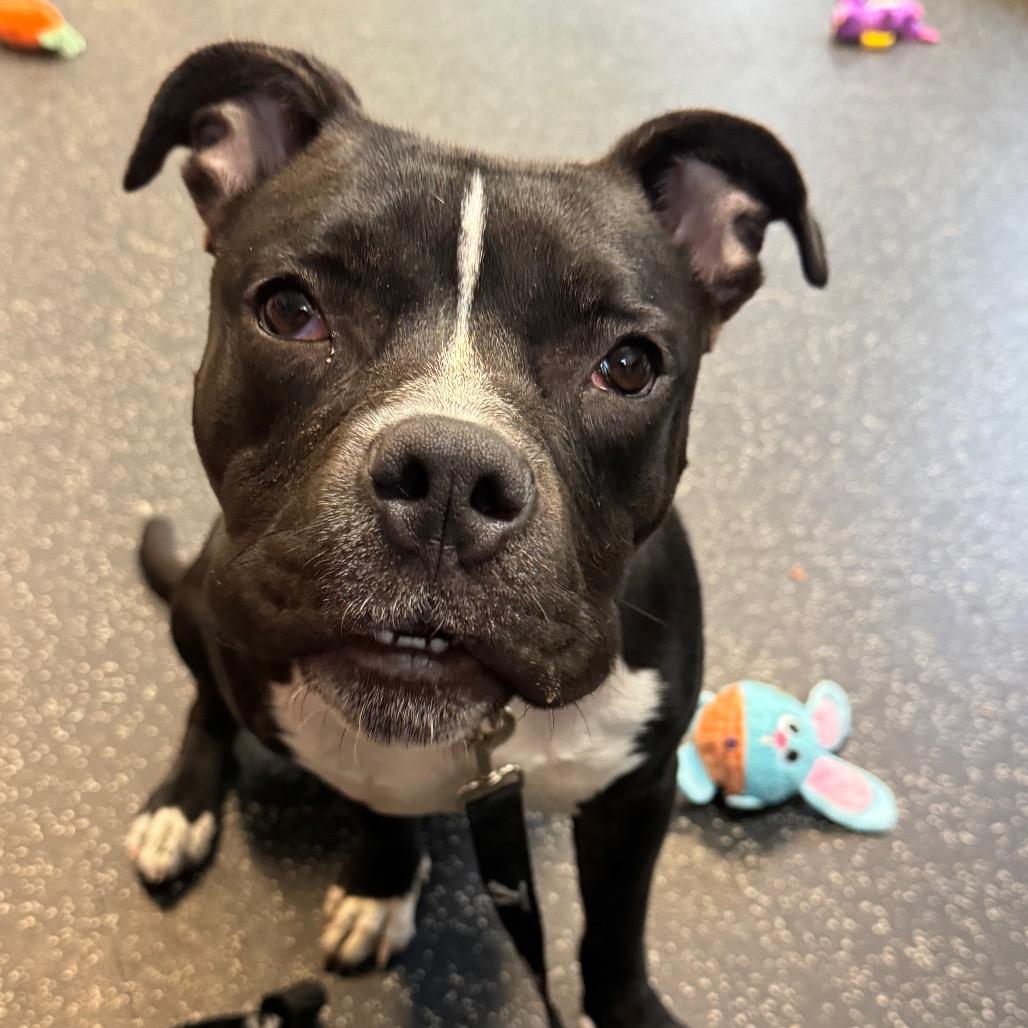 Enlarge Orchid, a Adoptable Mixed Breed in Middlebury, VT image 3/6