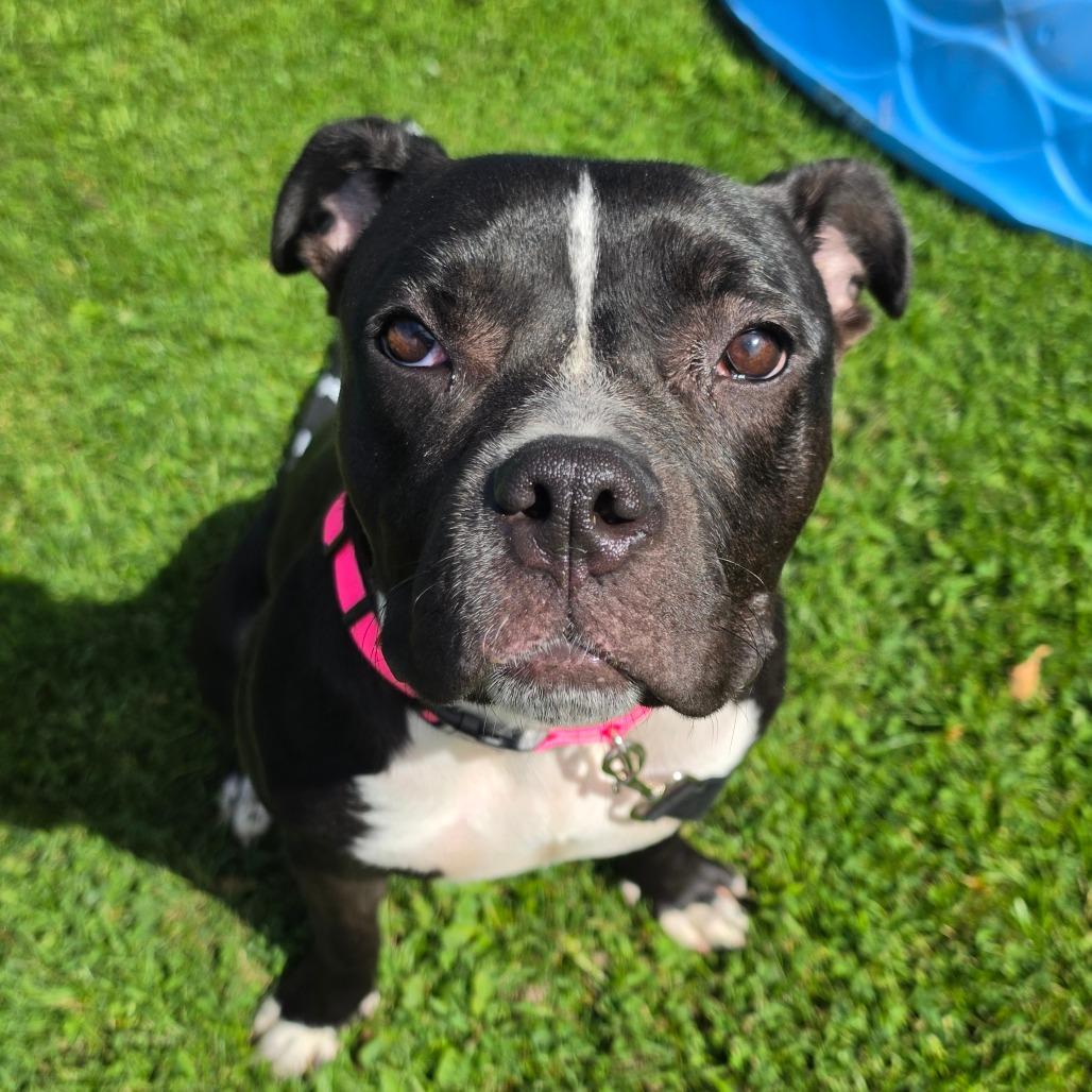 Enlarge Orchid, a Adoptable Mixed Breed in Middlebury, VT image 4/6