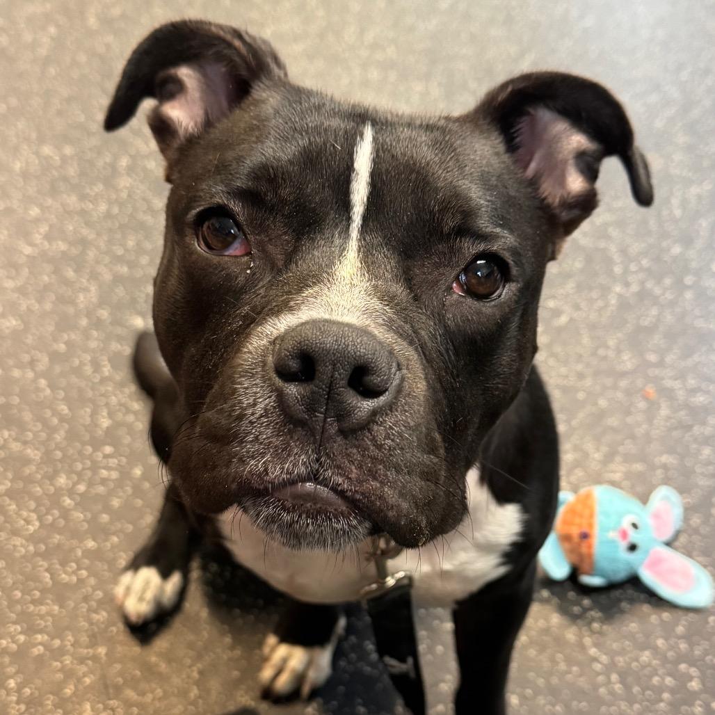 Enlarge Orchid, a Adoptable Mixed Breed in Middlebury, VT image 5/6