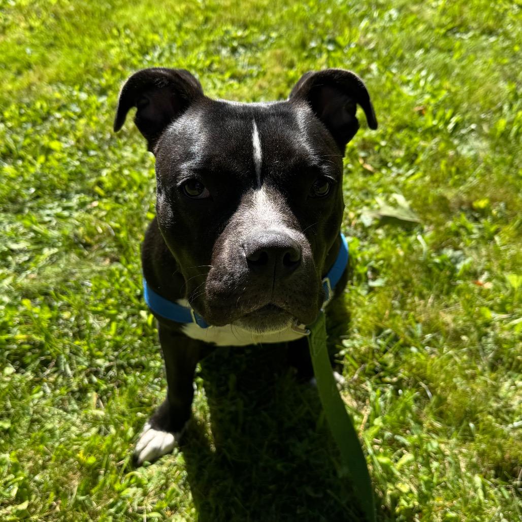 Enlarge Orchid, a Adoptable Mixed Breed in Middlebury, VT image 6/6