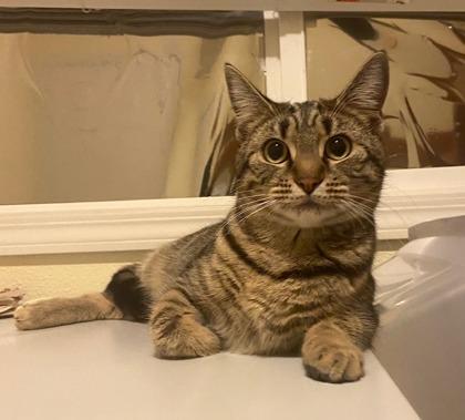 Cass, Adoptable, Kitten Female Domestic Short Hair & Domestic Short Hair.